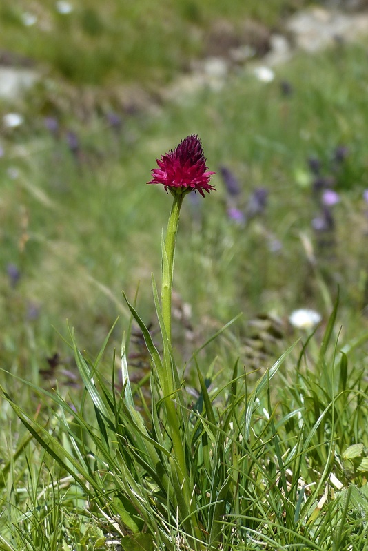 Nigritella cenisia e Nigritella rhellicani  Savoia francese   luglio 2023.